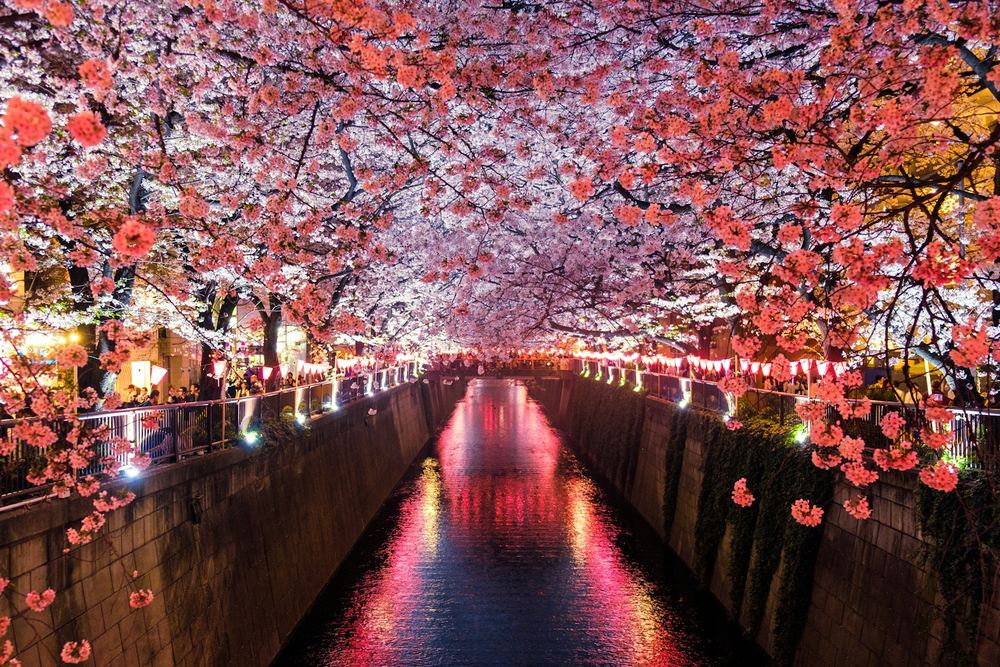 Un canal bordé de cerisiers en fleurs, illuminé la nuit.
